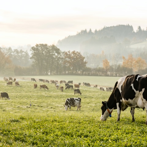 Fosfaatrechten